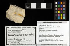 Foto (Objekt + Etiketten) von Goniodromites bidentatus (Reuss, 1859) 